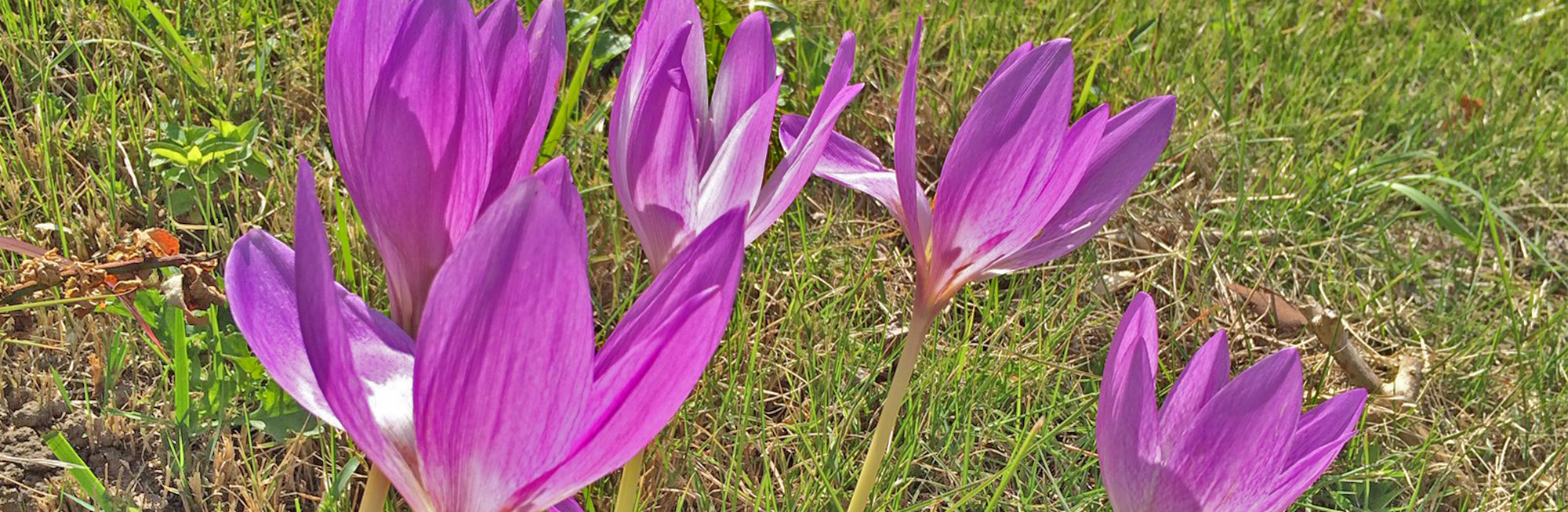 写真の説明を入れます